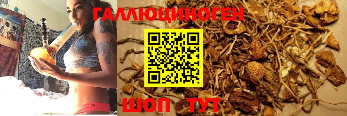 Псилоцибиновые грибы Cubensis  Вход с VPN  Клинцы  Псилоцибиновые грибы Psilocybe 
